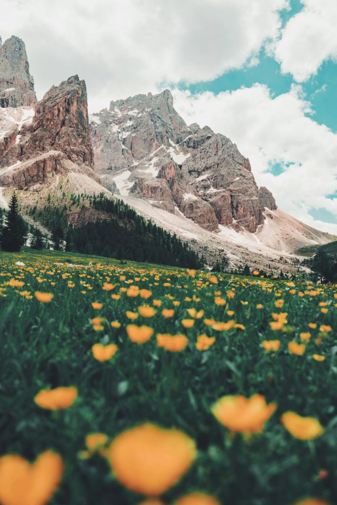 INICIATÍVA enviro mountain and meadow