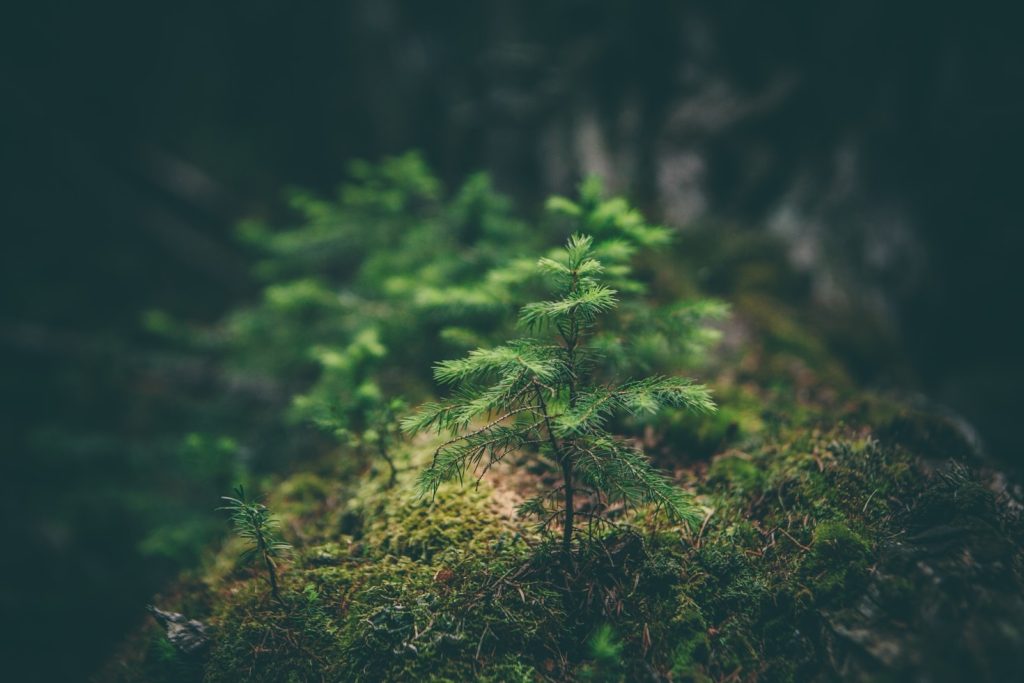 INICIATÍVA enviro detail of a small tree